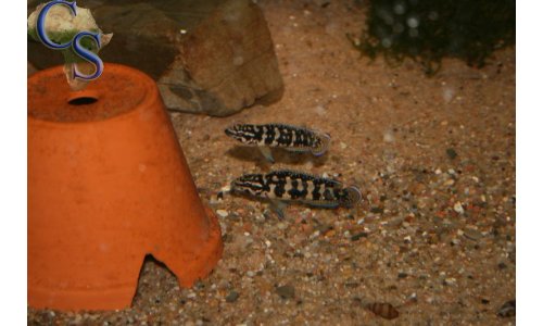 Julidochromis transcriptus gombe